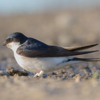 An image of Amanda Doucette